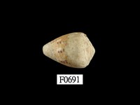 藏品(花冠芋螺)的圖片